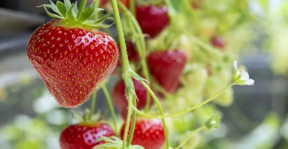 Fresas