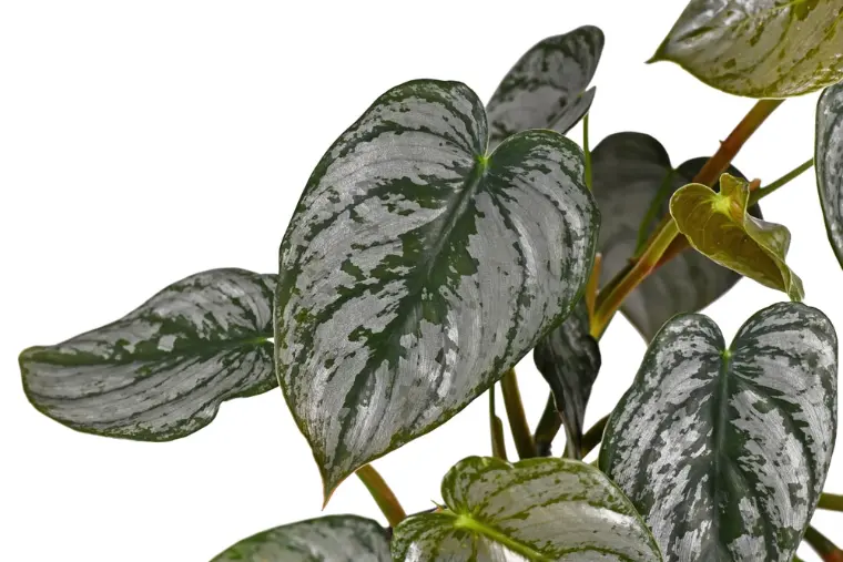 Philodendron Brandtianum plantas de interior y sus beneficios