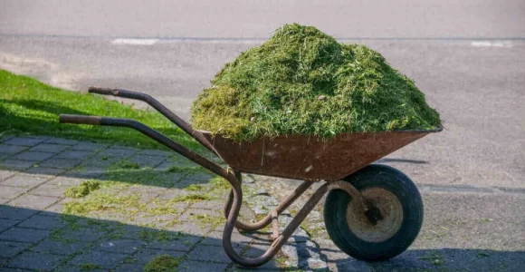 césped