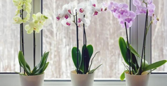cómo cuida las orquideas en invierno