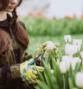 cómo cuidar los tulipanes