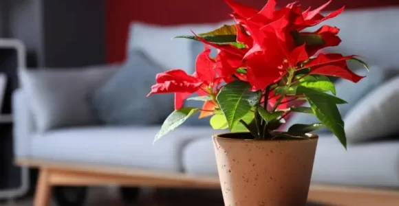 flor de pascua que puedes cuidar en enero