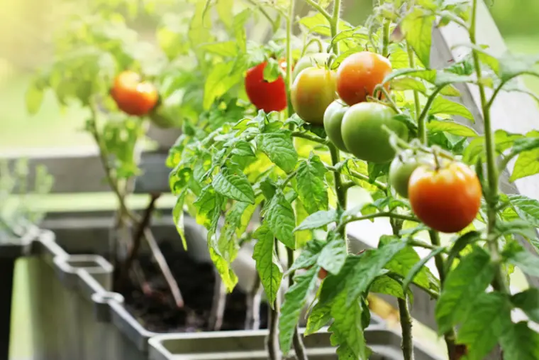 sementes de tomate precisam ser protegidas em vasos