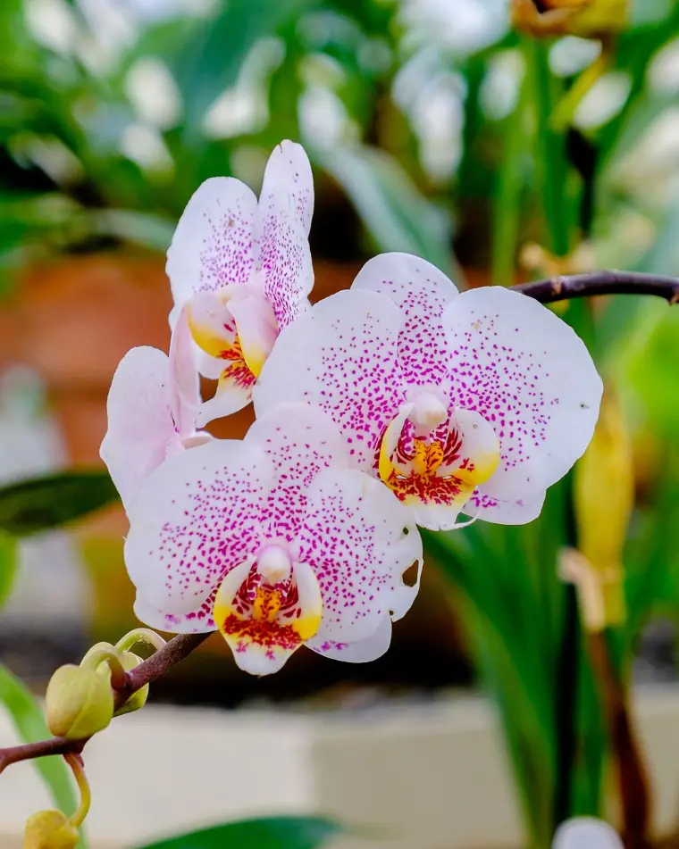 orquídeas para la relación de pareja y el amor