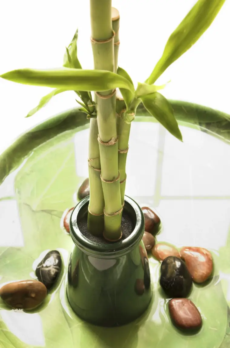 plantas de buena suerte bambú