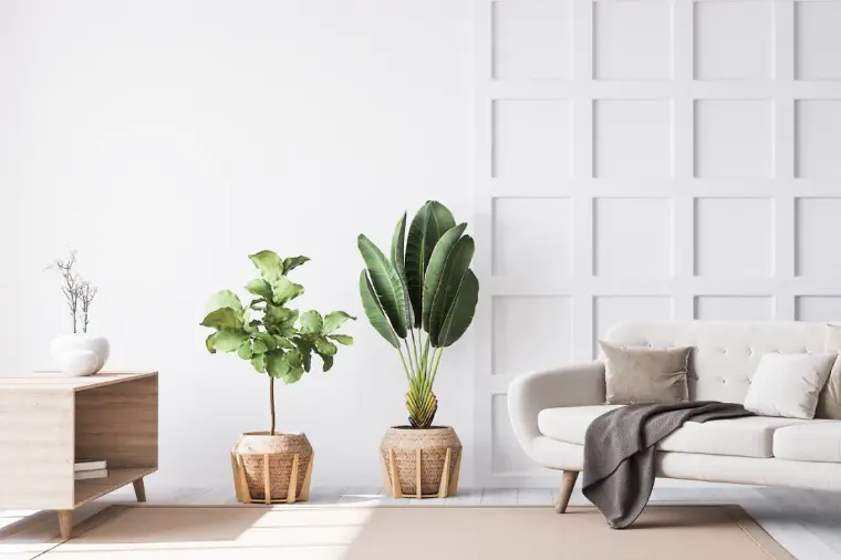 plantas minimalistas interior