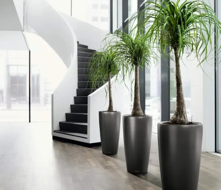 plantas minimalistas para el hogar