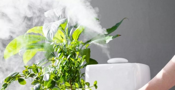 plantas para la humedad