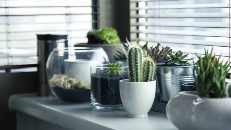 plantas purificadoras para limpar o ar em casa