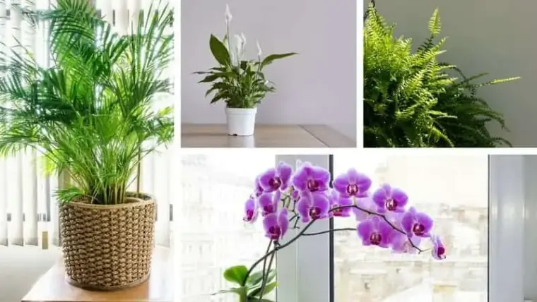 plantas que aman la humedad