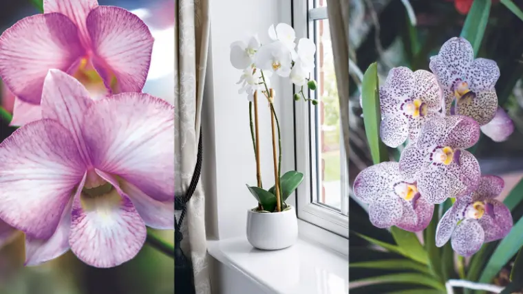 preciosas orquídeas en época de frio