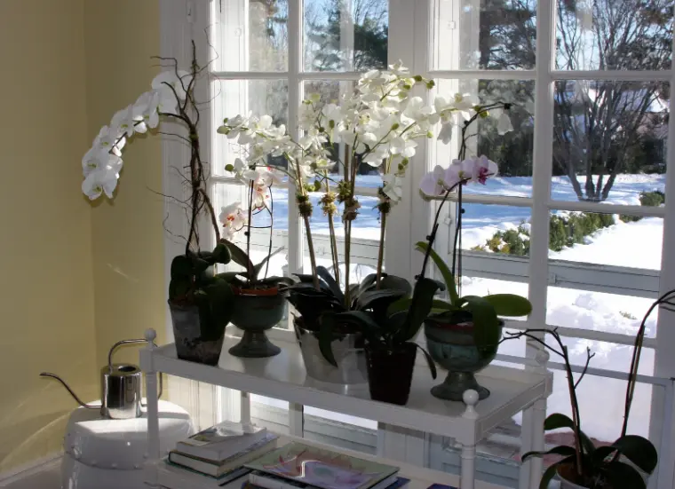 se você cuidar bem delas, suas orquídeas ficarão felizes no inverno