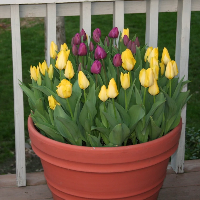 vasos de tulipas
