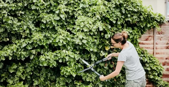 Podar las plantas te permite mantenerlas sanas y contolar su crecimiento