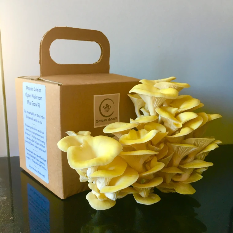 kits de cultivo de cogumelos