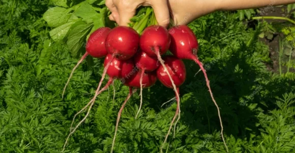 Los rábanos también fáciles de cultivar y son una gran fuente de vitaminas