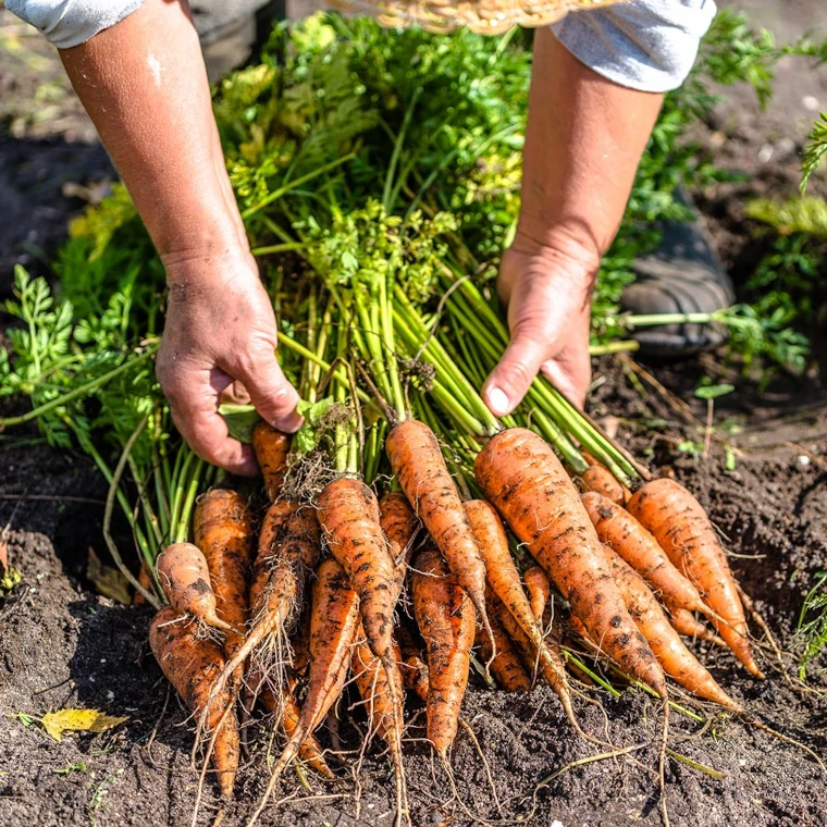 La zanahoria, también fácil de cultivar y rica en vitaminas