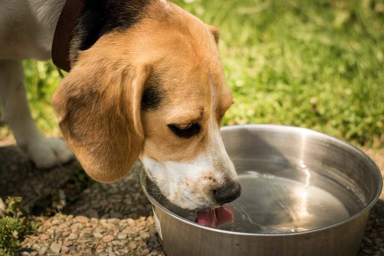 Darle agua fresca a tu perro