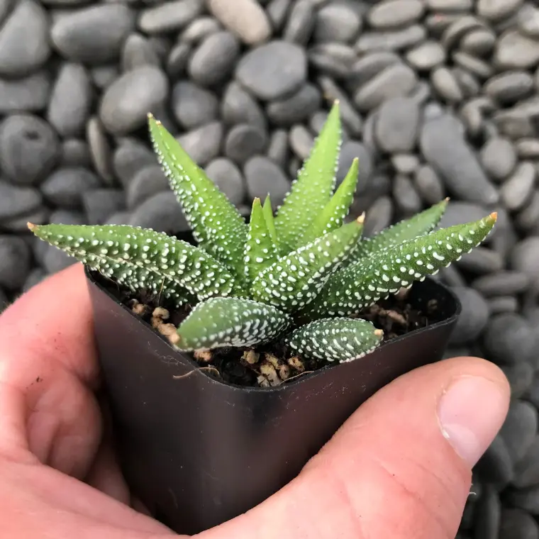 Haworthia planta que no necesita mucha agua