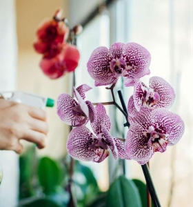 cuidados de la orquídea rociar diariamente