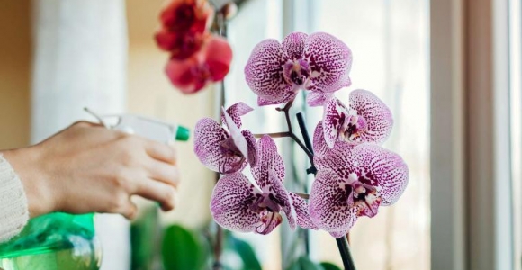 cuidados de la orquídea rociar diariamente