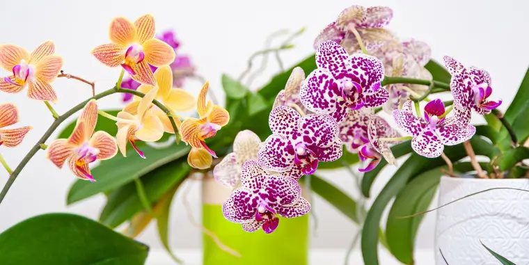 existem 22.000 espécies de orquídeas