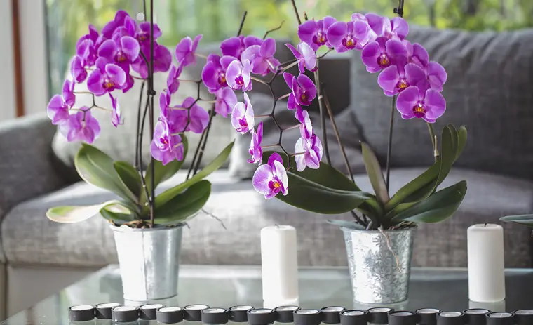 hay que saber cómo cuidar a las orquídeas