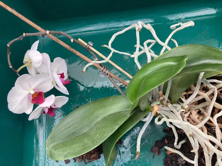 la orquídea se alimenta a través de la humedad y la retiene en las raíces