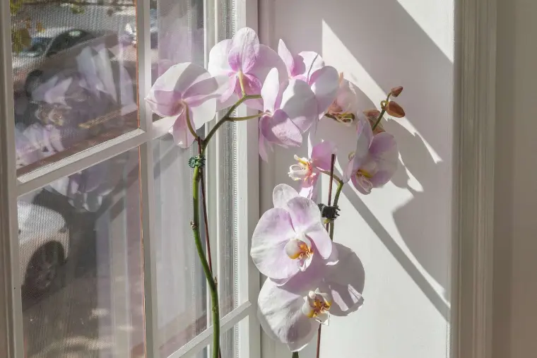 Para o bom cuidado da orquídea, não a deixe muito exposta ao sol direto