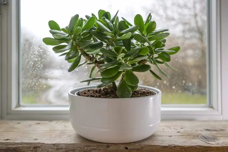 planta de Jade