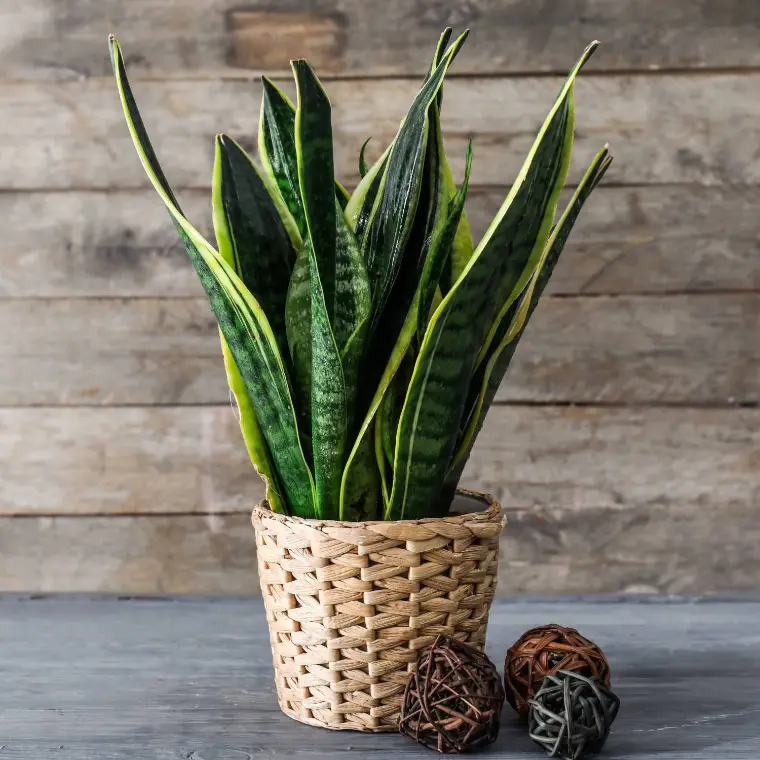 plantas que no necesitan agua planta de la serpiente