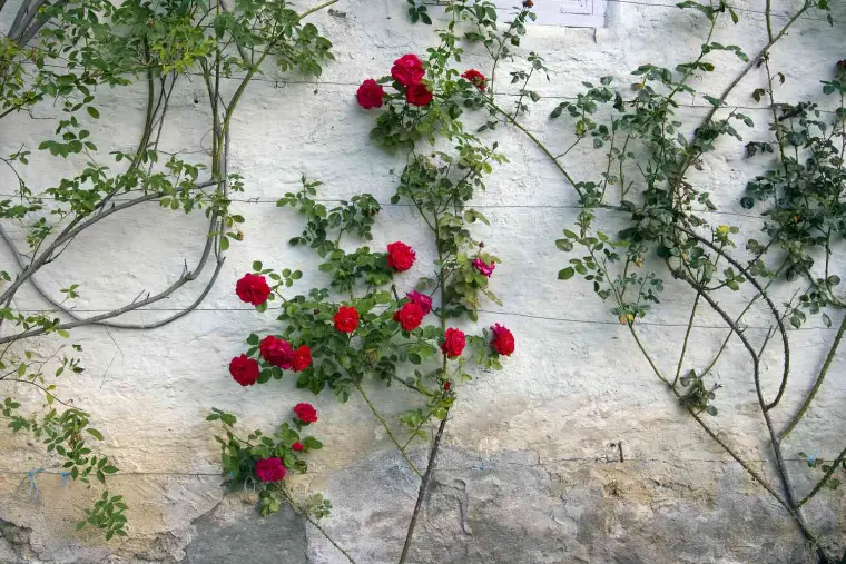 lindas rosas vermelhas de escalada