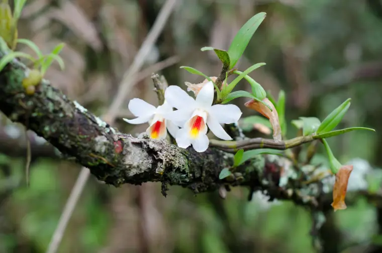 uma orquídea em seu ambiente natural