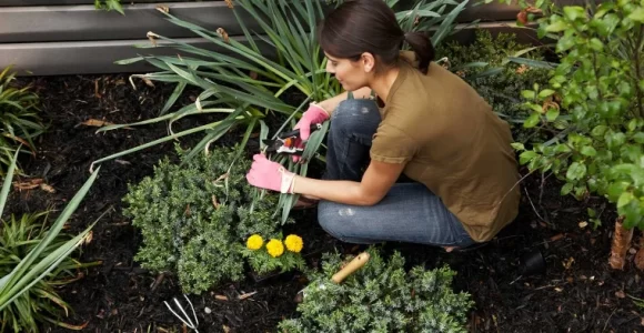 Poda tus plantas