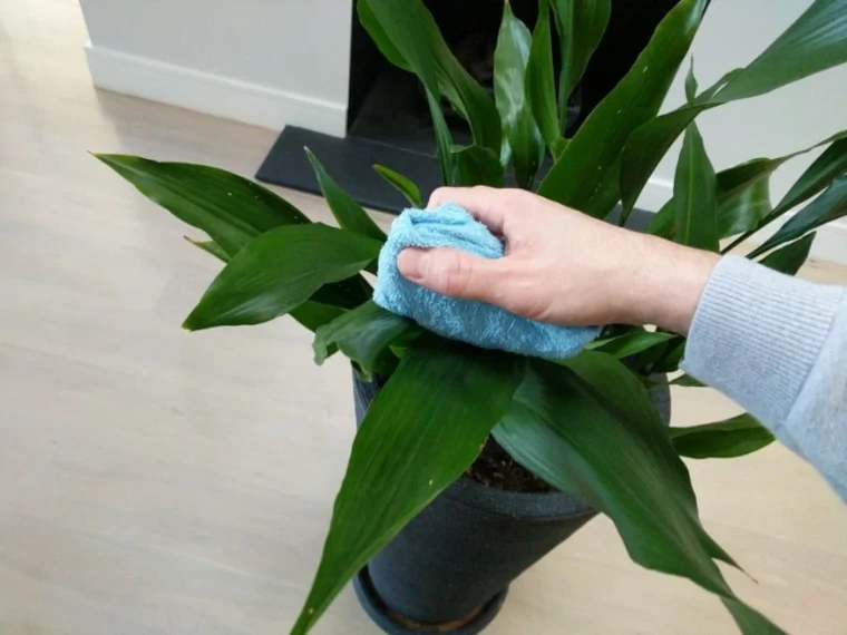 Limpiar la planta artificial con un paño húmedo y suave
