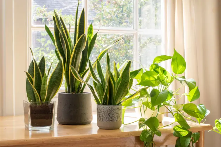 Sansevieria para decorar la cocina ideas