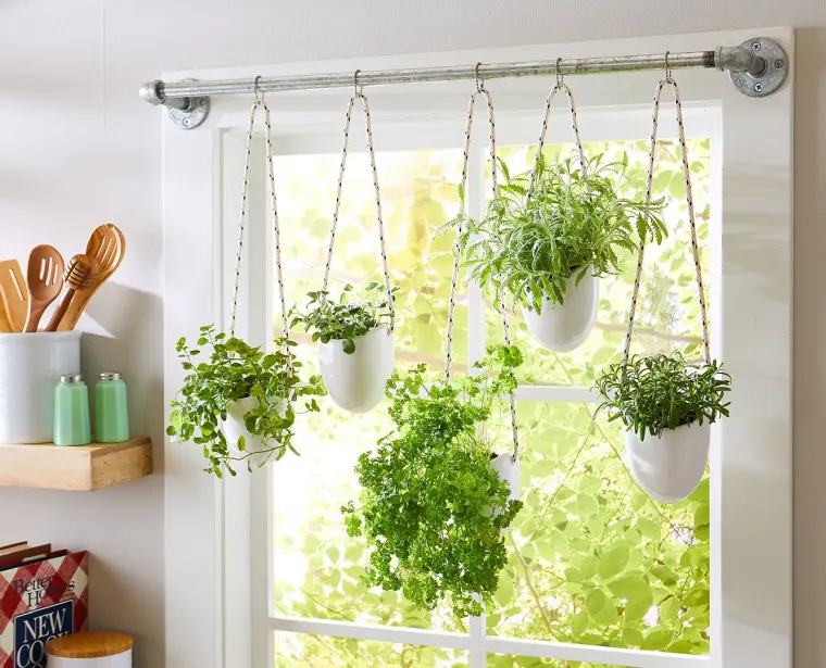 plantas colgadas en la ventana de la cocina