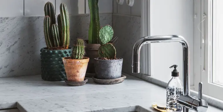 plantas suculentas en la cocina ideas