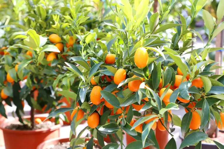 arbol Kumquat como plantar y cultivar