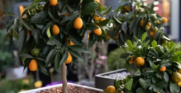 cultivar limonero en el jardín pequeño