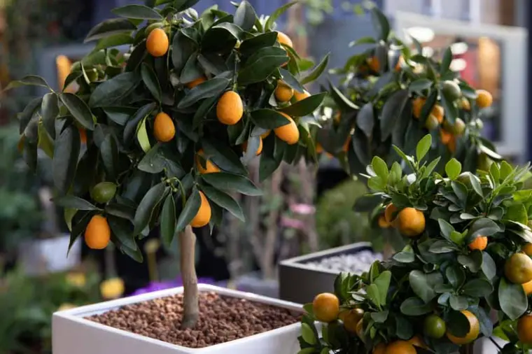 cultivar limonero en el jardín pequeño