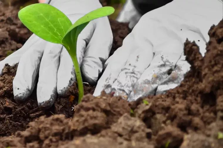 plantar calabacin en el jardin ideas mayo