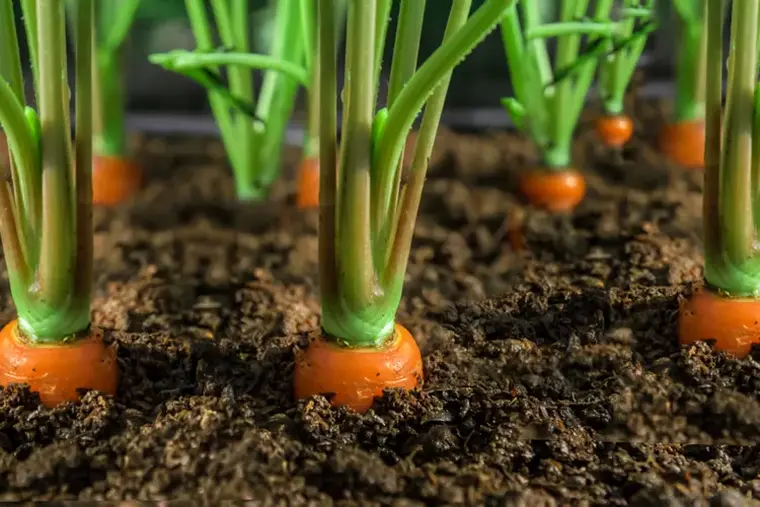 plantar zanahorias en primavera consejos