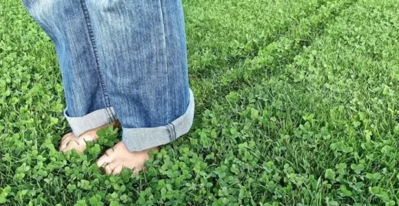 trebol en el jardin para ptoteger de malas hierbas