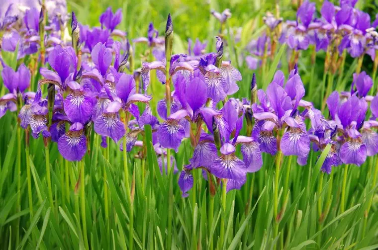 iris morado para el jarín