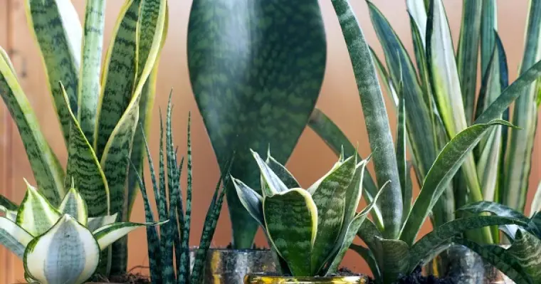 plantas para refrescar el aire en casa