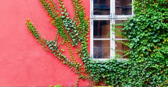 plantas para trepar en la pared de la casa