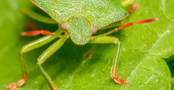 como deshacerse de los bichos verdes spestosos