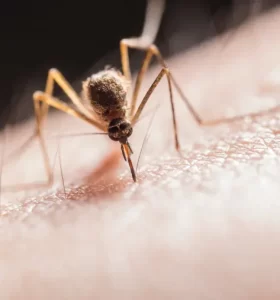 repeler los mosquitos ideas opciones