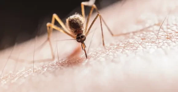 repeler los mosquitos ideas opciones